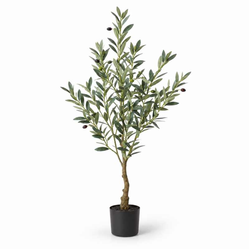 OLIVE TREE MEDIUM