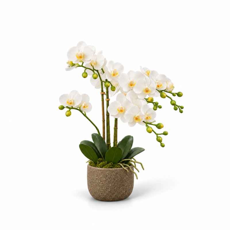 PHALAENOPSIS IN RUSTIC POT