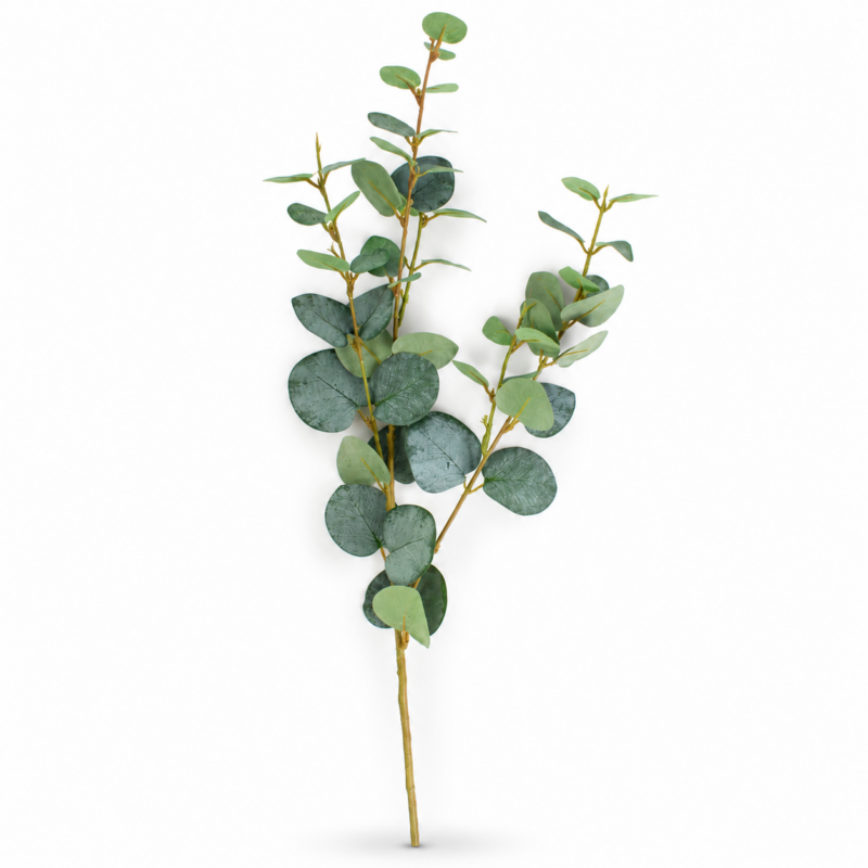 EUCALYPTUS SILVER DOLLAR L DARK GREEN