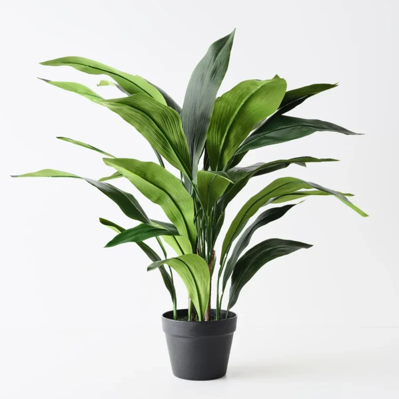 Aspidistra Plant