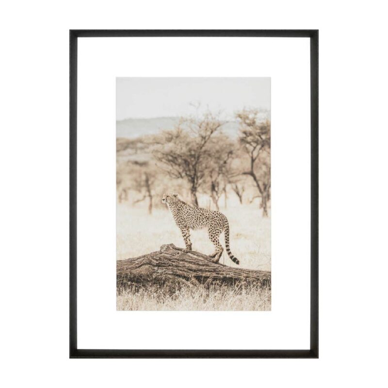 Graceful Cheetah - Print