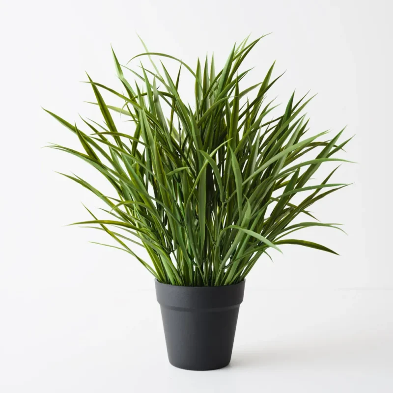 Grass Plant