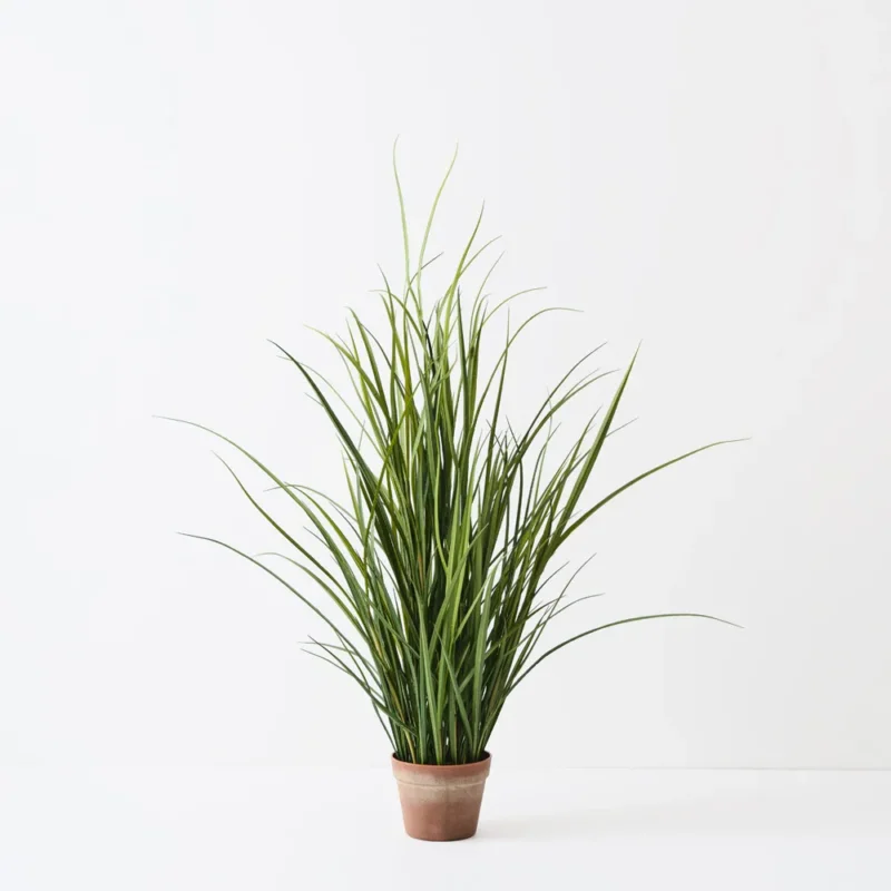 Grass Reed Plant