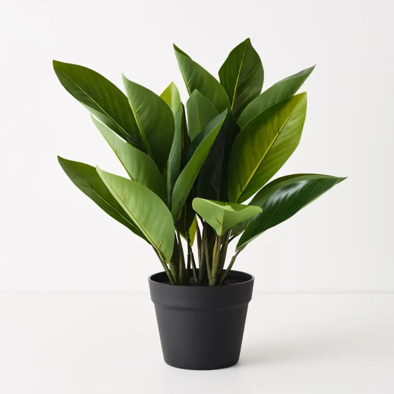 Heliconia Leaf Plant