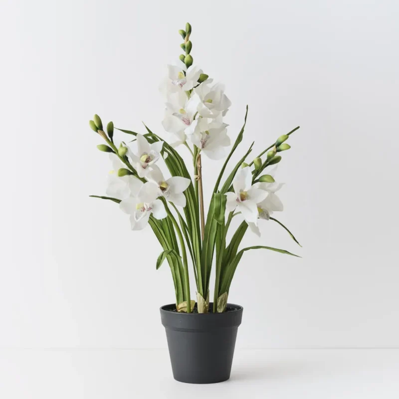 Orchid Cymbidium Plant