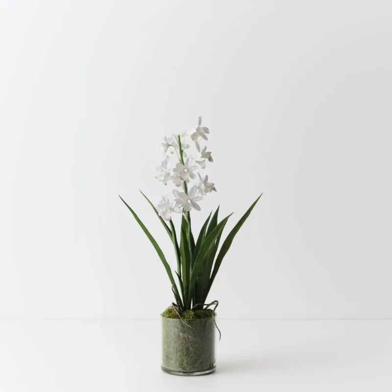 Orchid Cymbidium in Vase
