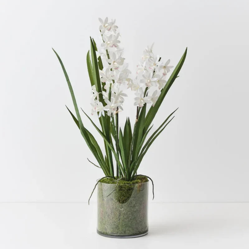Orchid Cymbidium in Vase