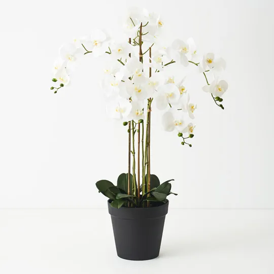 Orchid Phalaenopsis in Pot