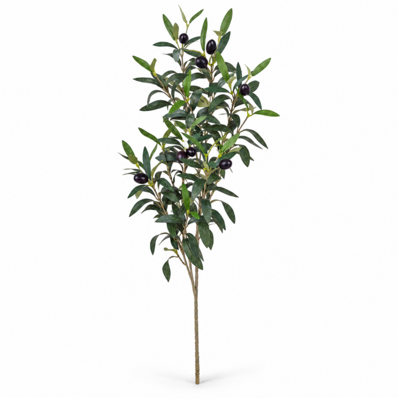 OLIVE BRANCH
